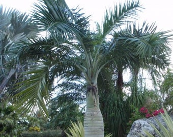 Palma bucaniere, estremamente rara, Pseudophoenix Sargentii Navassana