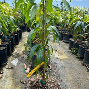 Grafted Valencia Pride Mango, 3 gallon pot, Free Shipping! No California!