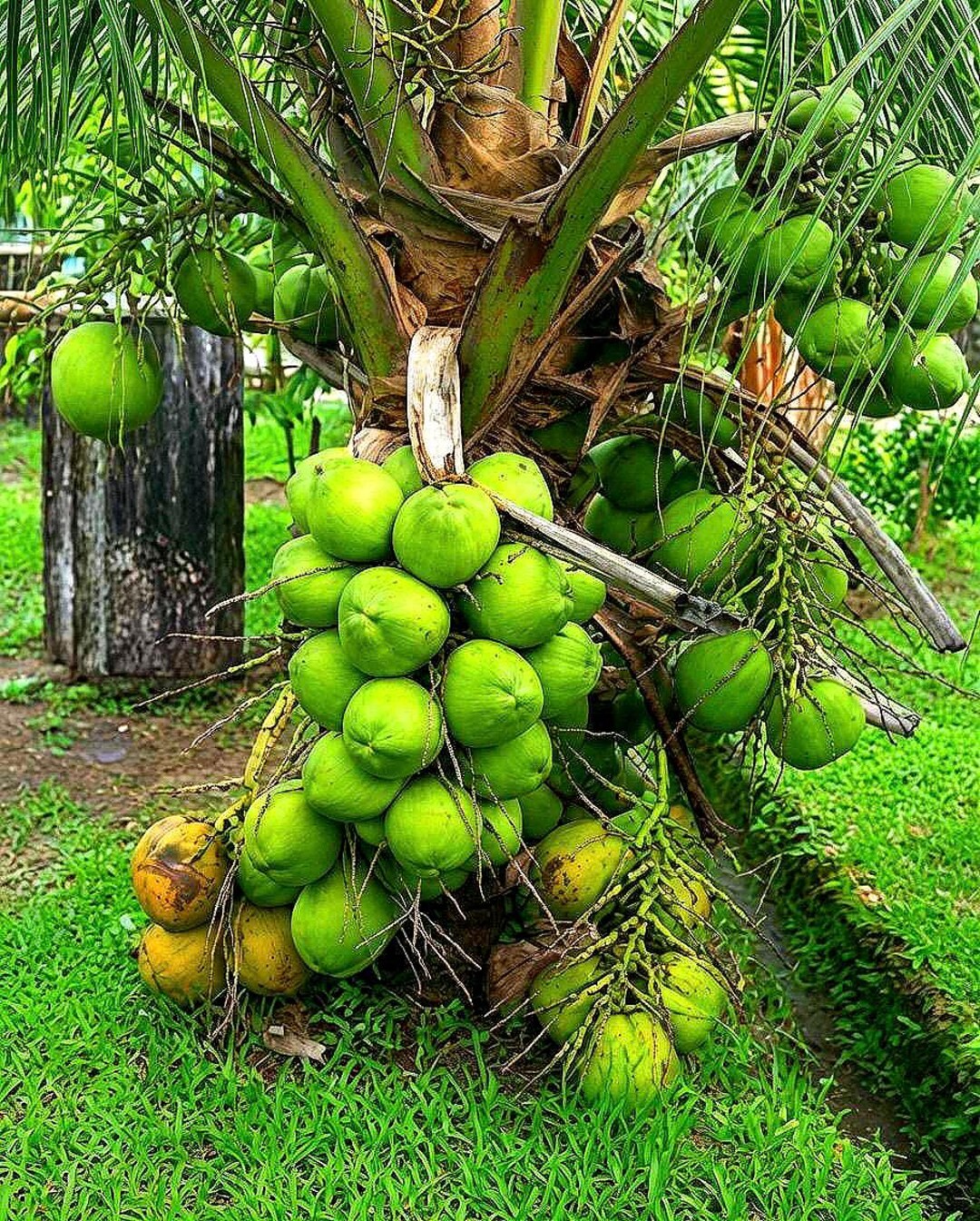 ☆coconuts☆☆ Rare! Dwarf Green Malayan Sprouted Coconut Palm - Costa Rican
