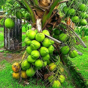 May include: A coconut palm tree trunk heavily laden with numerous clusters of round, smooth, bright green coconuts. The fruit hangs in dense bunches from the central stalk, with some coconuts showing yellow-brown patches near the base.