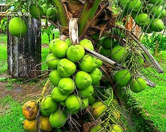 Rare! Dwarf Green Malayan Sprouted Coconut Palm - Costa Rican Certified Coconuts