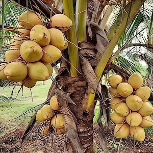 Cocco malese giallo nano certificato costaricano molto raro appena germogliato SPEDIZIONE GRATUITA immagine 1