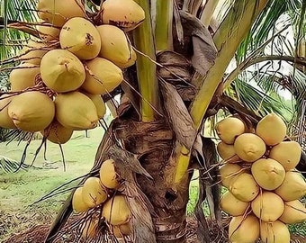 Muy raro coco malayo amarillo enano certificado de Costa Rica recién germinado (ENVÍO GRATIS). ¡Se enviará la primera o segunda semana de abril!