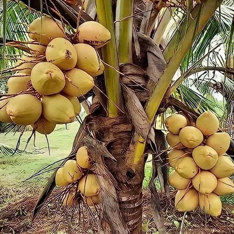 Cocco malese giallo nano certificato costaricano molto raro appena germogliato SPEDIZIONE GRATUITA immagine 1