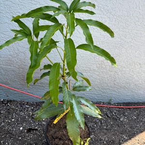 Grafted Mun Kun Si Mango, 3 gallon pot, Free Shipping! No California