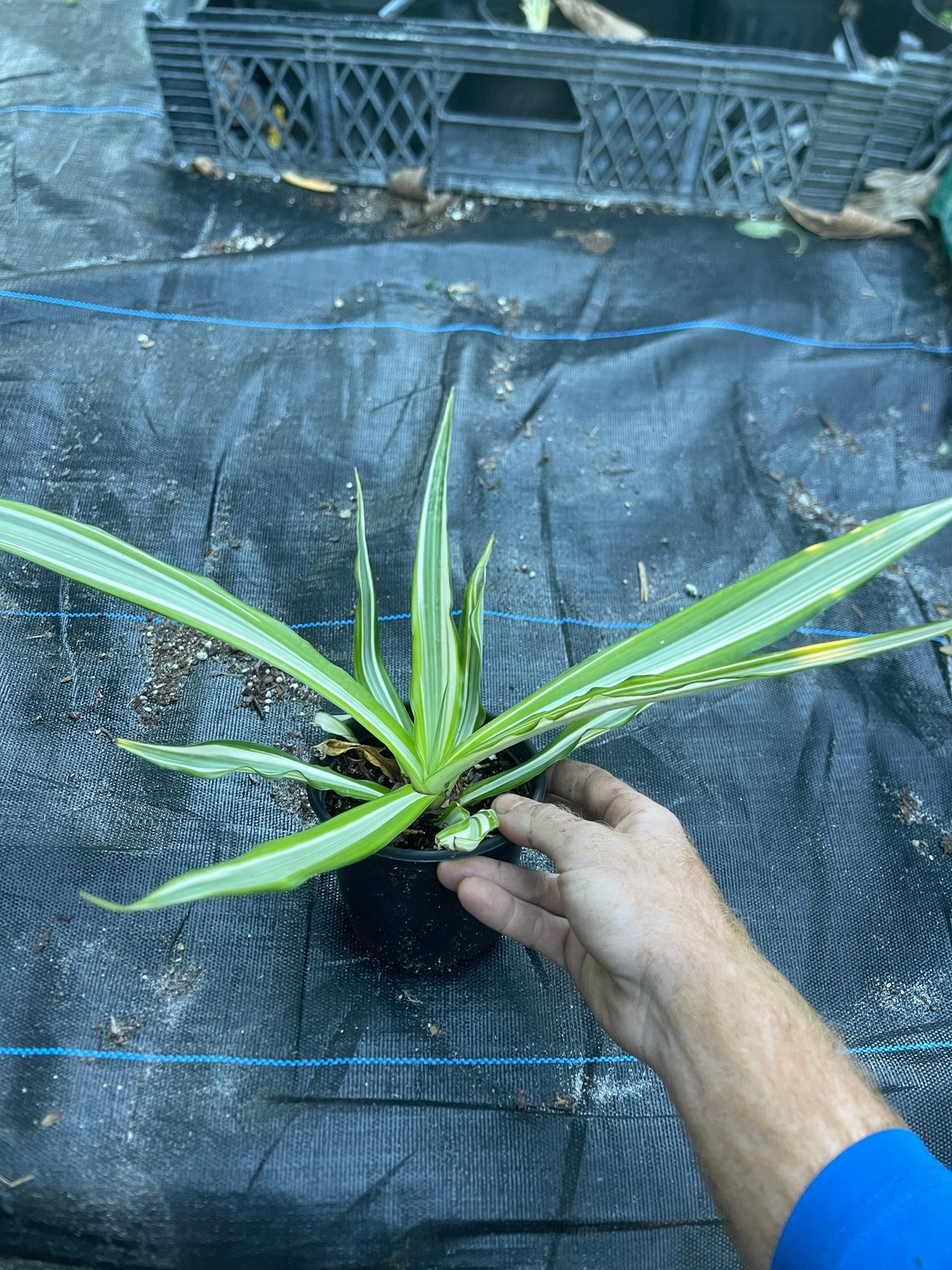 Variegated False Agave FREE SHIPPING - Etsy