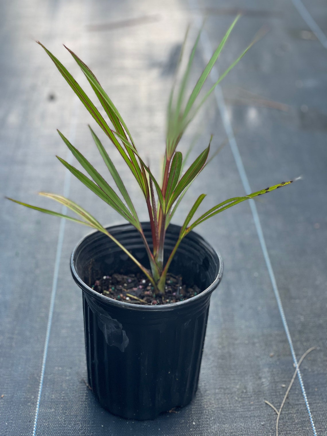 Red Latin Palm latania Lontaroides Rare Endangered Palm - Etsy