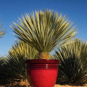 May include: A glossy, deep red ceramic planter pot with a rounded body and a subtle horizontal ridge near the rim. The pot contains a spiky, fan-shaped yucca plant with long, thin, light green leaves radiating outward from a central base.