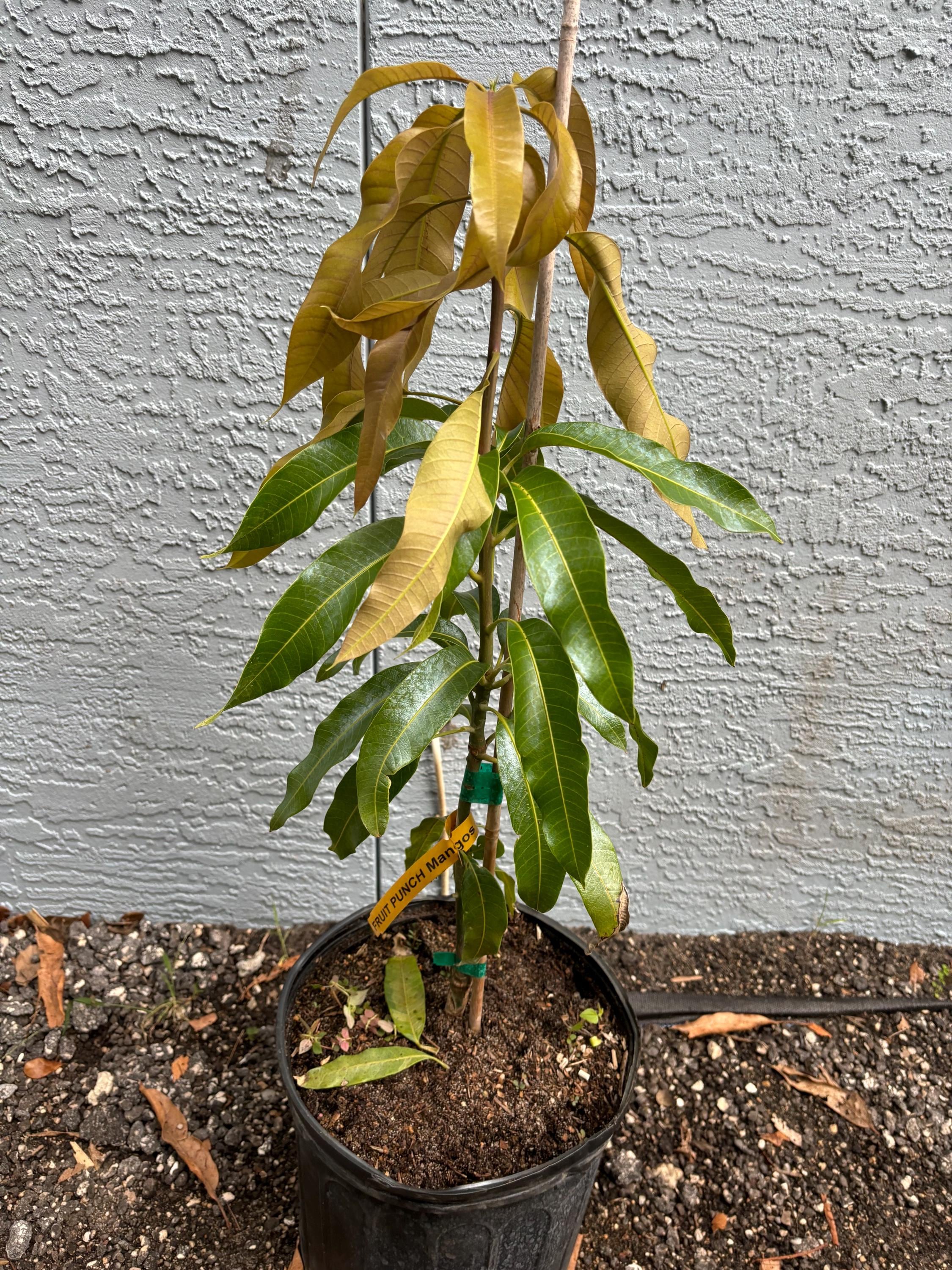 Grafted Fruit Punch Mango Tree - 3 Gallon Pot, Fully Rooted, Free
