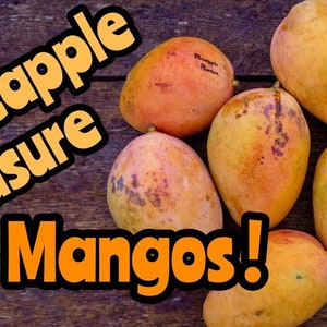 May include: A cluster of ripe, yellow-orange mangoes with some red spots, arranged on a rustic wooden surface. The text "Pineapple Pleasure Mangos!" is displayed in a bold, orange font with a black outline.