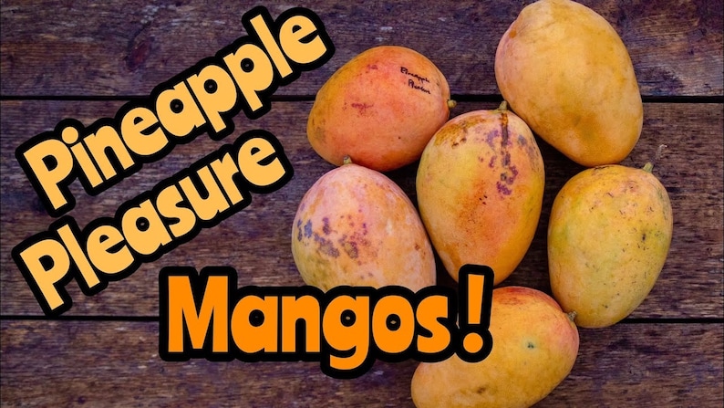 May include: A cluster of ripe, yellow-orange mangoes with some red spots, arranged on a rustic wooden surface. The text "Pineapple Pleasure Mangos!" is displayed in a bold, orange font with a black outline.