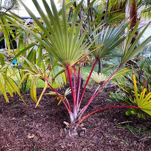 Red Latin Palm Latania Lontaroides Rare Endangered Palm FREE SHIPPING image 1