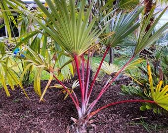 Red Latin Palm (Latania Lontaroides) Rare Endangered Palm!  FREE SHIPPING!