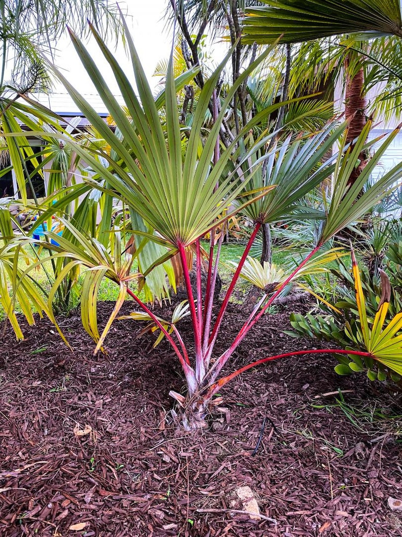 Red Latin Palm Latania Lontaroides Rare Endangered Palm FREE SHIPPING image 1