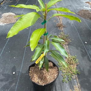 May include: A young mango tree in a black pot with brown mulch. The tree has a yellow tag that reads "Haden Mango".