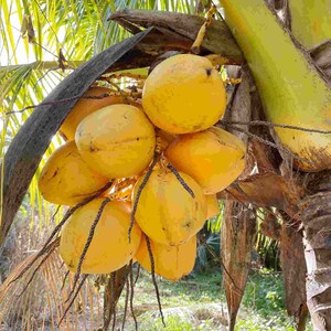 Cocco malese giallo nano certificato costaricano molto raro appena germogliato SPEDIZIONE GRATUITA immagine 4