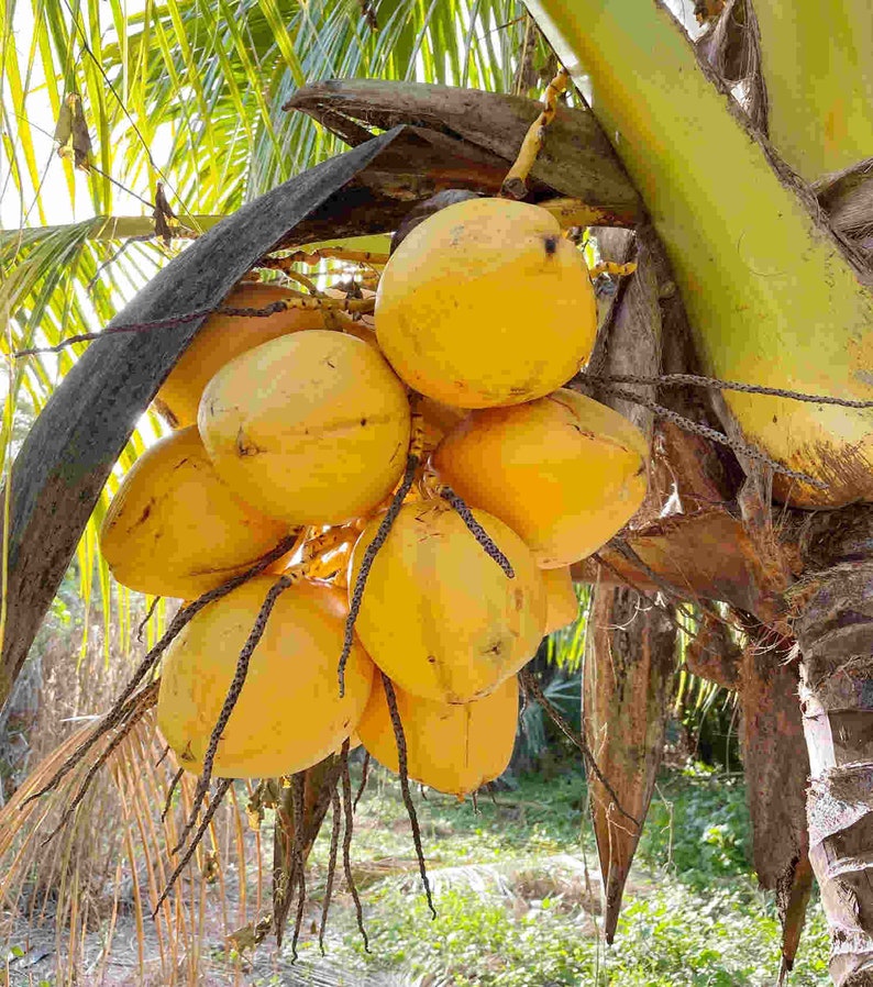 Cocco malese giallo nano certificato costaricano molto raro appena germogliato SPEDIZIONE GRATUITA immagine 4