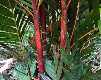 Areca Vestiaria Red, Red Crownshaft Palm, Very Rare and Exotic, Free Shipping!!  Sunset' Palm Tree