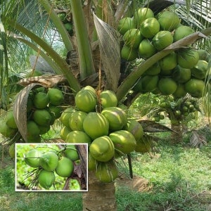 Rare Costa Rican Certified Dwarf Green Malayan Coconut Seeds! (Free Shipping)