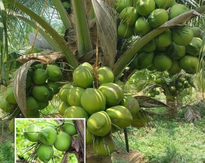 Green Malayan dwarf ' Coconut Palm/cocos Nucifera. Etsy