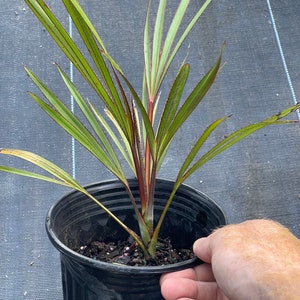 Red Latin Palm Latania Lontaroides Rare Endangered Palm FREE SHIPPING image 2