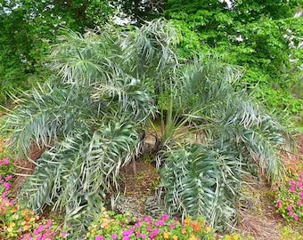 May include: A lush, green plant with long, feathery leaves, surrounded by vibrant pink, orange, and yellow flowers. The plant is set against a backdrop of green foliage, creating a natural, outdoor scene.