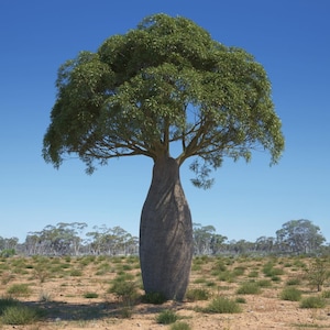 Queensland Bottle Tree 3 Gallon Pot | Fully Rooted Brachychiton Rupestris | Rare Australian  Bottle Tree | Free Shipping