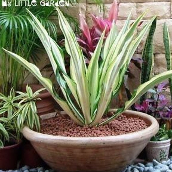 Variegated False Agave- FREE SHIPPING