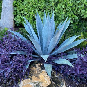 1 Live Fully Rooted Blue Agave Cactus Plant, Agave Americana, Century Plant, Blue Agave, Large 20-24" Tall, 3 gallon pot, Free shipping!