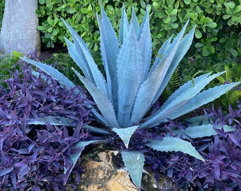 1 Live Fully Rooted Blue Agave Cactus Plant, Agave Americana, Century Plant, Blue Agave, Large 20-24" Tall