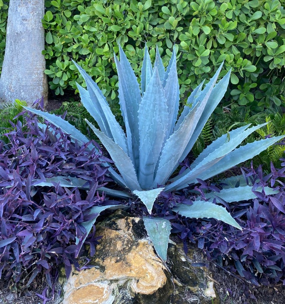 Blue Agave (agave Azul / Tequila Agave)  Large Plant in 3 Gallon Pot  20-24" Tall - Etsy Denmark