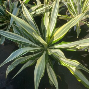 Variegated False Agave FREE SHIPPING - Etsy