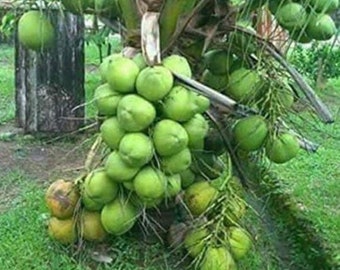 Rare Dwarf Green Malayan Costa Rican Certified Freshly Sprouted Coconut! Free Shipping! All orders will ship the first/second week of April!