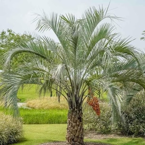 May include: A silver-green palm tree with a thick trunk and long, slender fronds. The tree is growing in a grassy area with a small pond in the background.