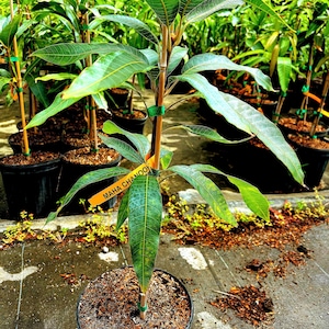 Grafted Maha Chanook Mango, 3 gallon pot, Free Shipping! No California