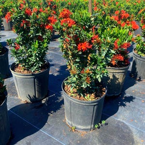 May include: Potted Ixora plants with vibrant red flowers and lush green foliage. The plants are in black plastic pots, arranged in rows under a clear blue sky. The image showcases a nursery or garden setting.