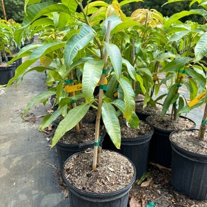 May include: Close-up of several potted mango trees with green leaves. The trees are in black pots and have brown mulch on top of the soil. The trees are labelled with yellow tags that say "Carrie" and "Cal".