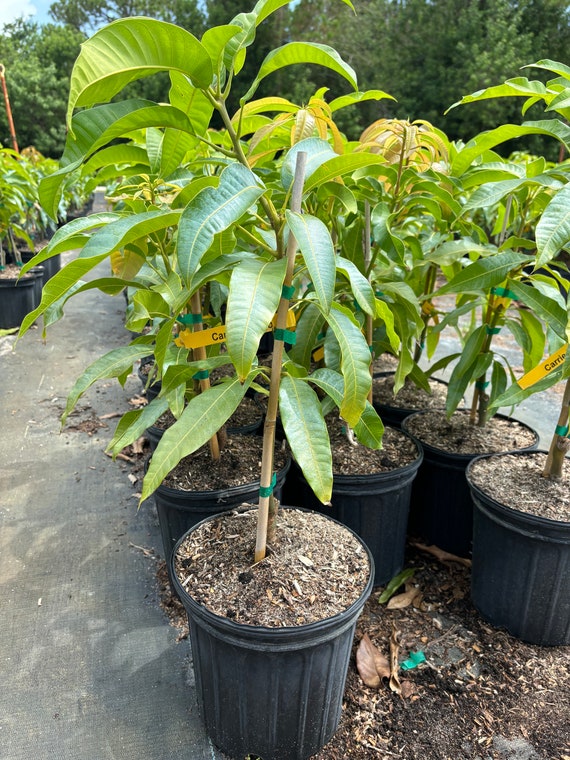 Grafted Carrie Mango Tree - 3 Gallon Pot, Fully Rooted, Free Shipping! -  Etsy