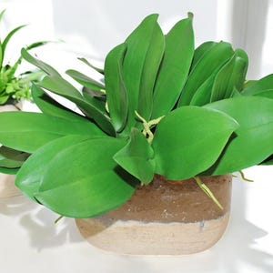 Artificial Phalaenopsis Orchid Roots & Leaves Green, Real Touch Fake Flowers 24cm Tall, Home Decor Moth Orchid Leaf Flower Arrangement