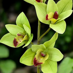 21&quot; Faux Cymbidium Orchid Stem: Realistic Floral Home Decor