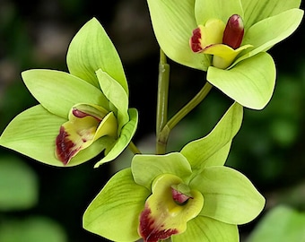 21&quot; Faux Cymbidium Orchid Stem: Realistic Floral Home Decor