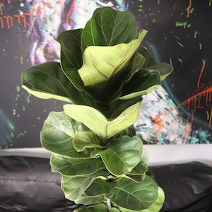 Botanical Majesty: Ficus lyrata (figowiec lirolistny)