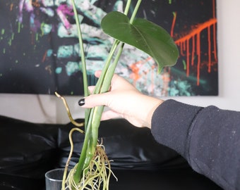 Monstera Deliciosa (Schweizer Käsepflanze)