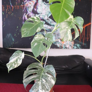 Monstera Variegata CUTTING - FULLY ROOTED (Monstera Deliciosa Swiss Cheese Variegata)