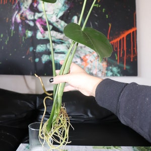 Monstera Deliciosa (ser szwajcarski)