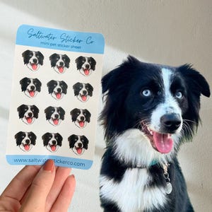 May include: A rectangular sticker sheet titled Saltwater Sticker Co mini pet sticker sheet featuring twelve identical illustrations of a black and white Border Collie dog face with blue eyes and a pink tongue, with the website www.saltwaterstickerco.com.