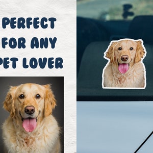May include: A golden retriever dog with its tongue sticking out, looking directly at the camera. The dog is in a close-up shot and has a light brown coat.