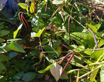 Pink Eye Purple Hull Peas