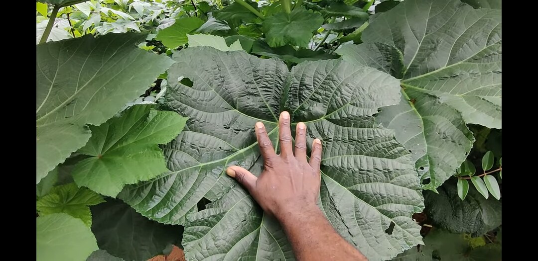 Motherland Okra Heirloom 18 Seeds Etsy