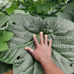 Motherland Okra ( Heirloom) 18 seeds